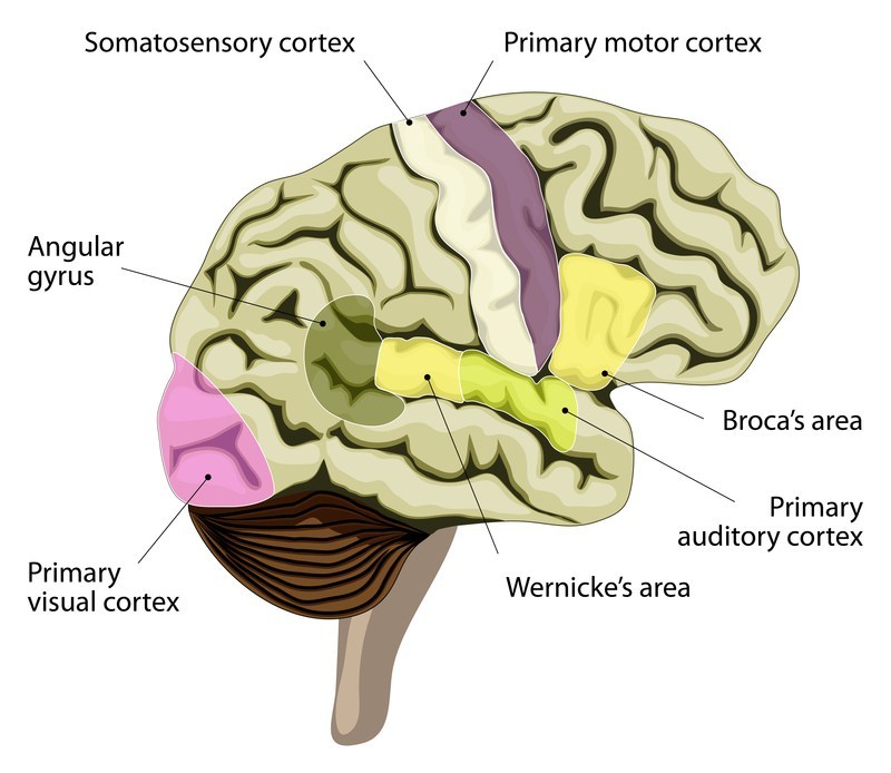 Broca en Wernicke hersenen